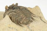 Spiny Leonaspis Trilobite - Foum Zguid, Morocco #204438-3